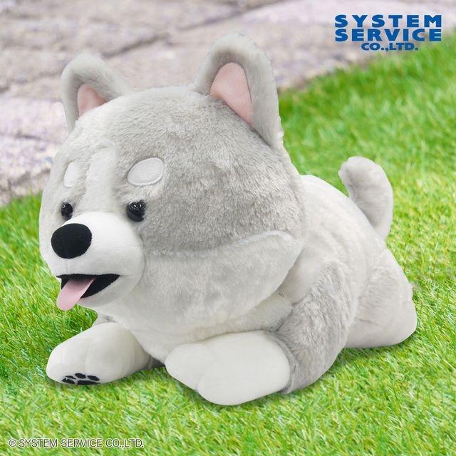 ハスキーの子犬ぬいぐるみXL プレミアム オンラインクレーンゲーム DMM